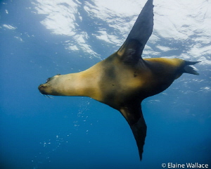 Galapagos sea lion flying overhead by Elaine Wallace 